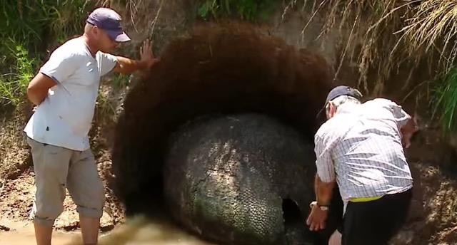 Der Bauer findet ein 1 Meter großes schwarzes “Ei” auf dem Grundstück. Was sich dort verbirgt, erstaunt die Forscher.