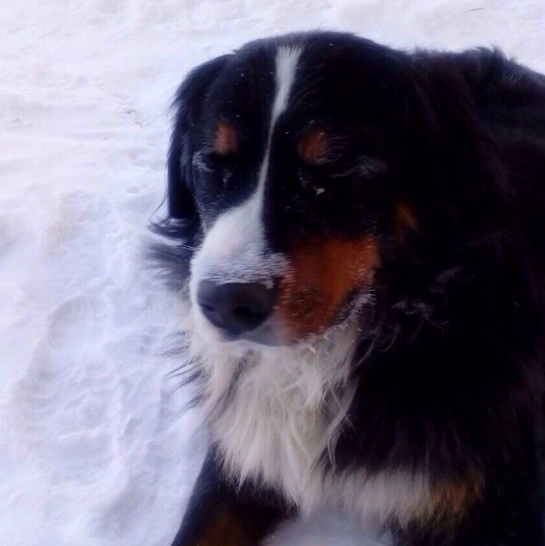 Beim Gassigehen verschwindet ihr Hund. Eine Minute später sieht sie, wie er etwas Lebendiges aus dem Schnee herauszieht.
