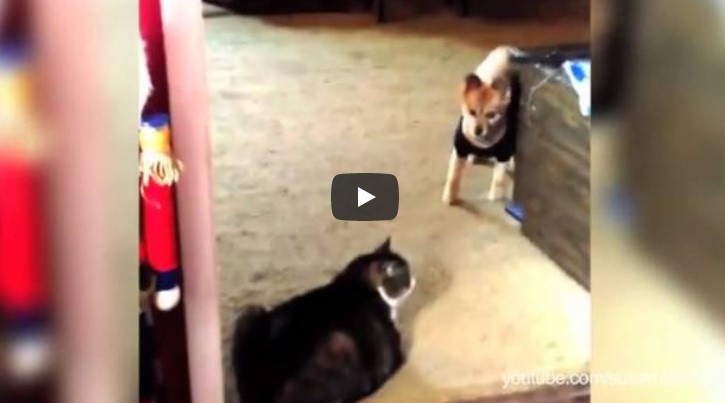 Was diese versteckte Kamera filmt, als Hund und Katze sich begegnen, ist mit Worten nicht zu beschreiben.