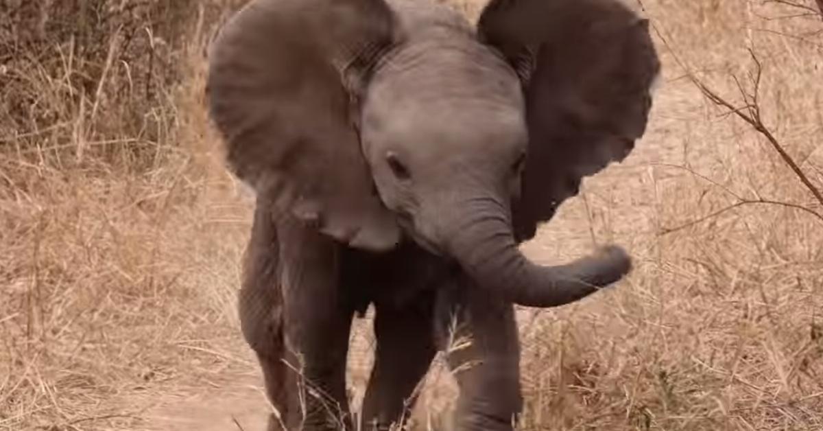 Das Elefantenbaby trennt sich von der Mutter und rennt zum Kameramann. Was daraufhin passiert, lässt ihn laut auflachen.