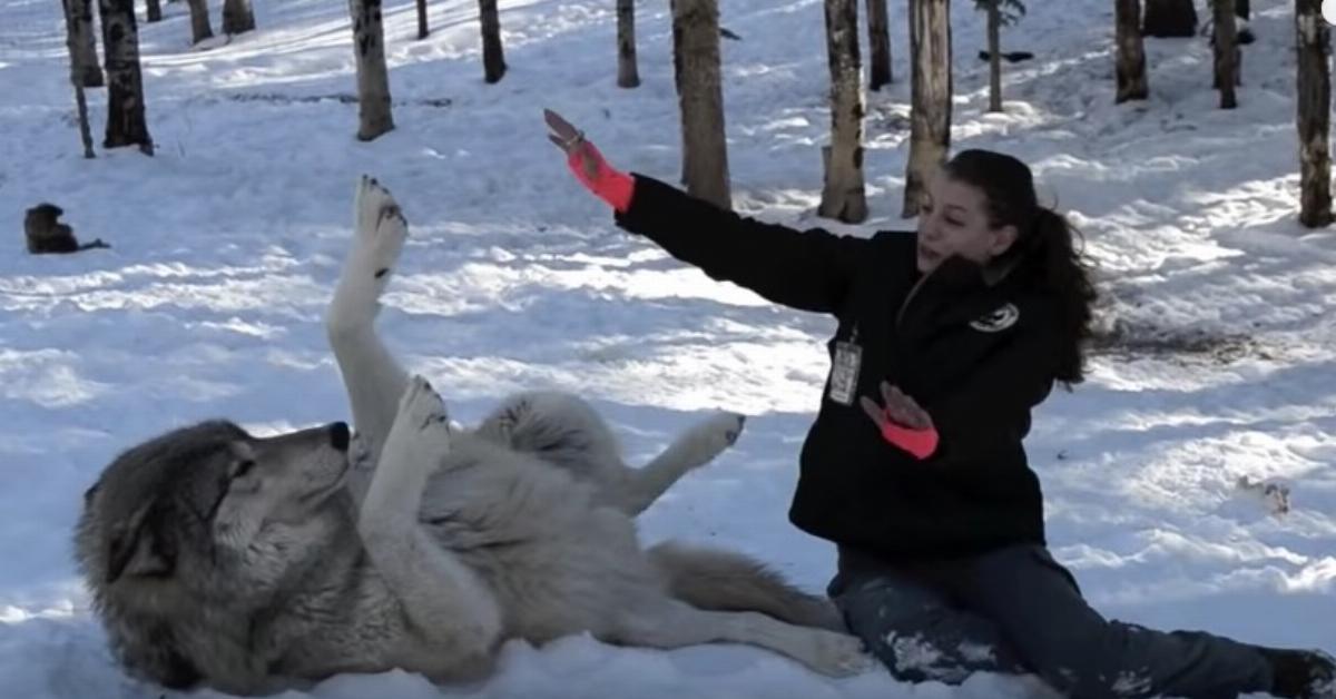 Die junge Frau kauert neben den riesigen Wolf. Doch warte auf 1:04 – was für ein Zusammentreffen!
