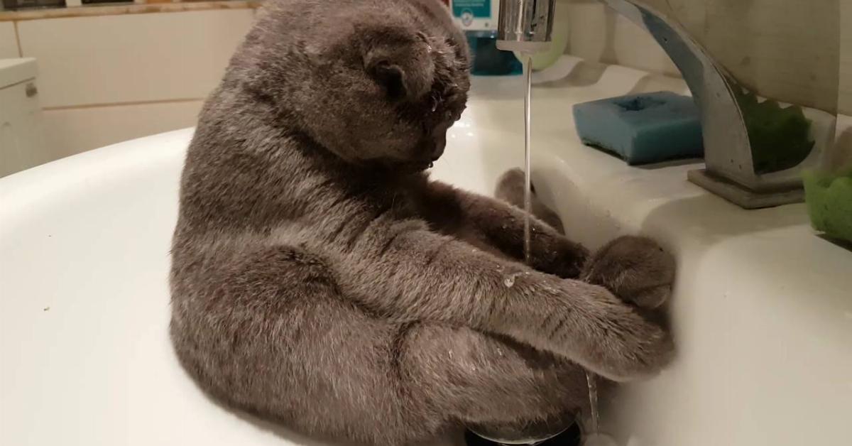 Die Katze sitzt im Waschbecken, während der Wasserhahn läuft. Was sie bei 0:12 macht, lässt ihr Frauchen herzlich lachen.