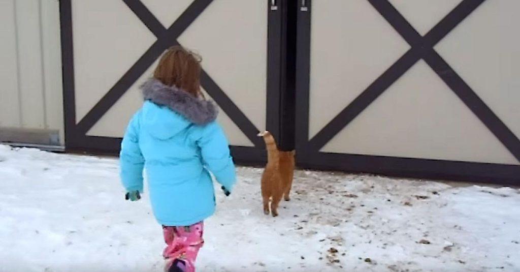 Das kleine Mädchen folgt der Katze in die Scheune – hinter der Türen wartet eine große Überraschung auf sie