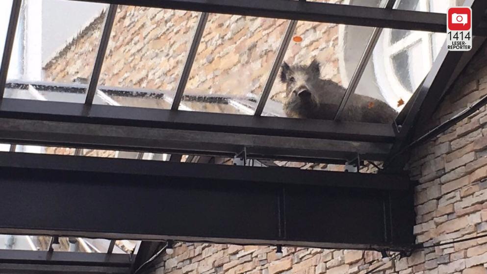 Wie kommt das Wildschwein aufs Dach?