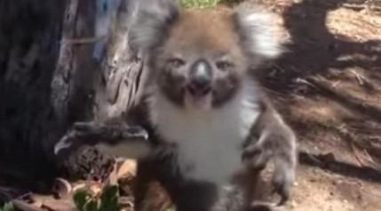 Der Koala wird vom Baum geworfen. Doch als sie seine Reaktion filmen, trauen sie ihren Ohren nicht.