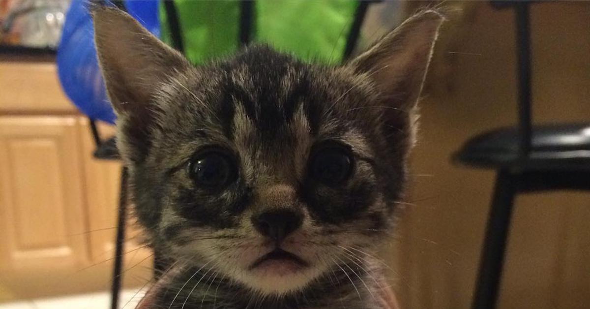 Diese Baby-Katze tarnt sich als Hund. Doch wie die 3 Huskys reagieren, lässt die ganze Familie staunen.