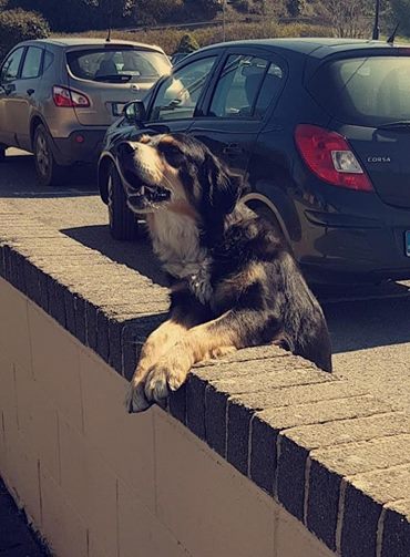 Jeden Tag wartet der Hund mutterseelenalleine an der Mauer vor der Schule. Der Fotograf wartet ab und muss wenig später schmunzeln.
