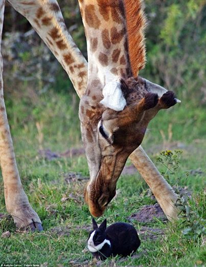 Als die Frau sieht, wie sich eine Giraffe zum Boden beugt, kann sie kaum glauben, was sie sieht.