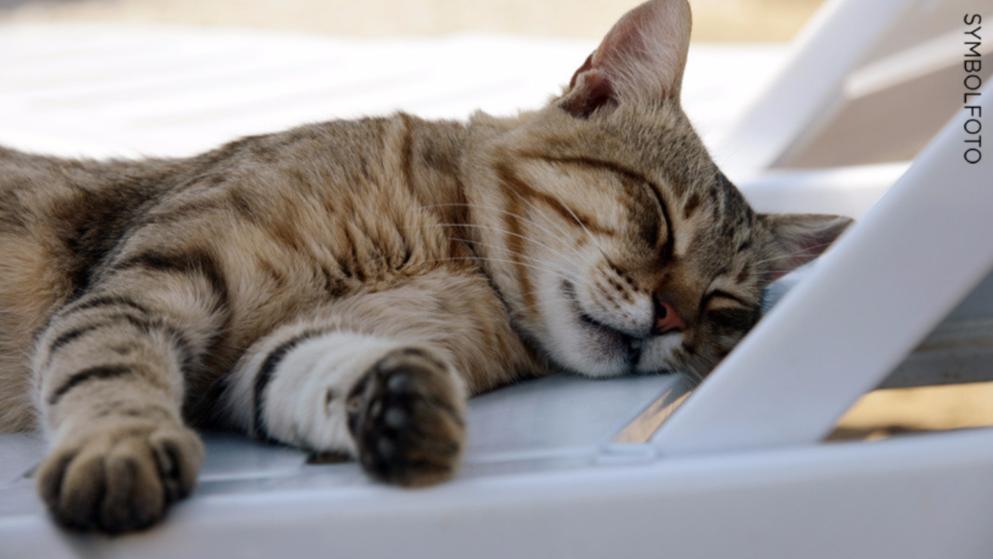 Rentner tötet Katze mit selbstgebauter Falle!