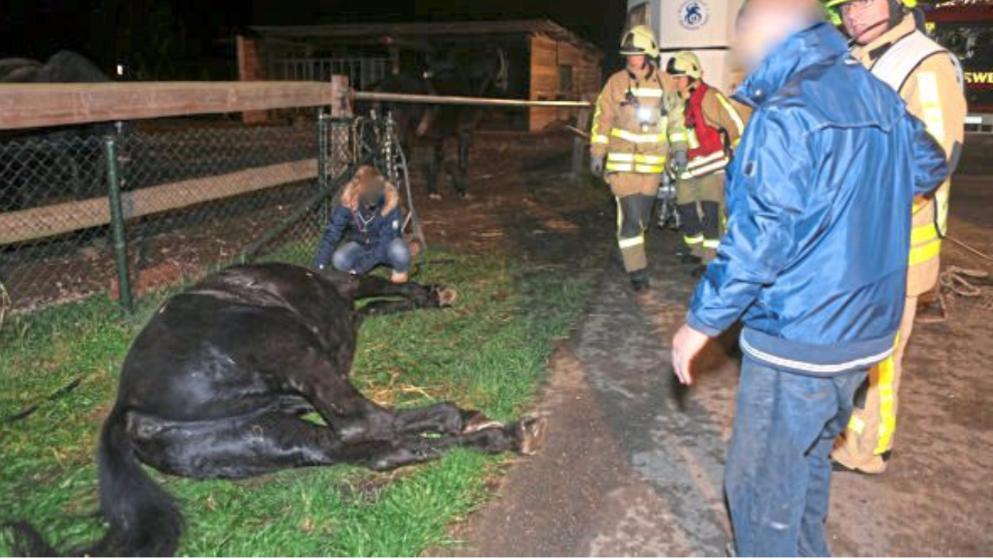 Feuerwehr rettet Sankt Martins Pferd