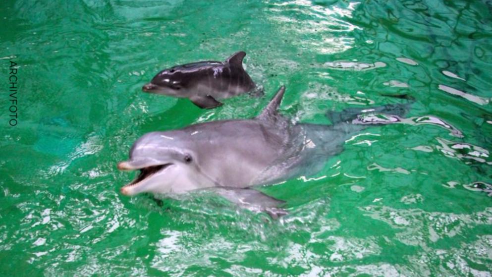 Delfin-Baby im Zoo Duisburg gestorben