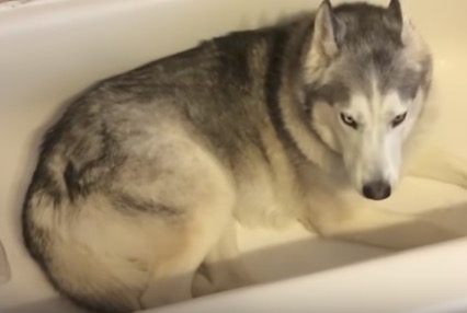Video: Frauchen lacht über sturen Husky in Badewanne.