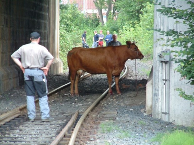 Kuh flüchtet aus Schlachthof und verursacht Chaos im Schienenverkehr