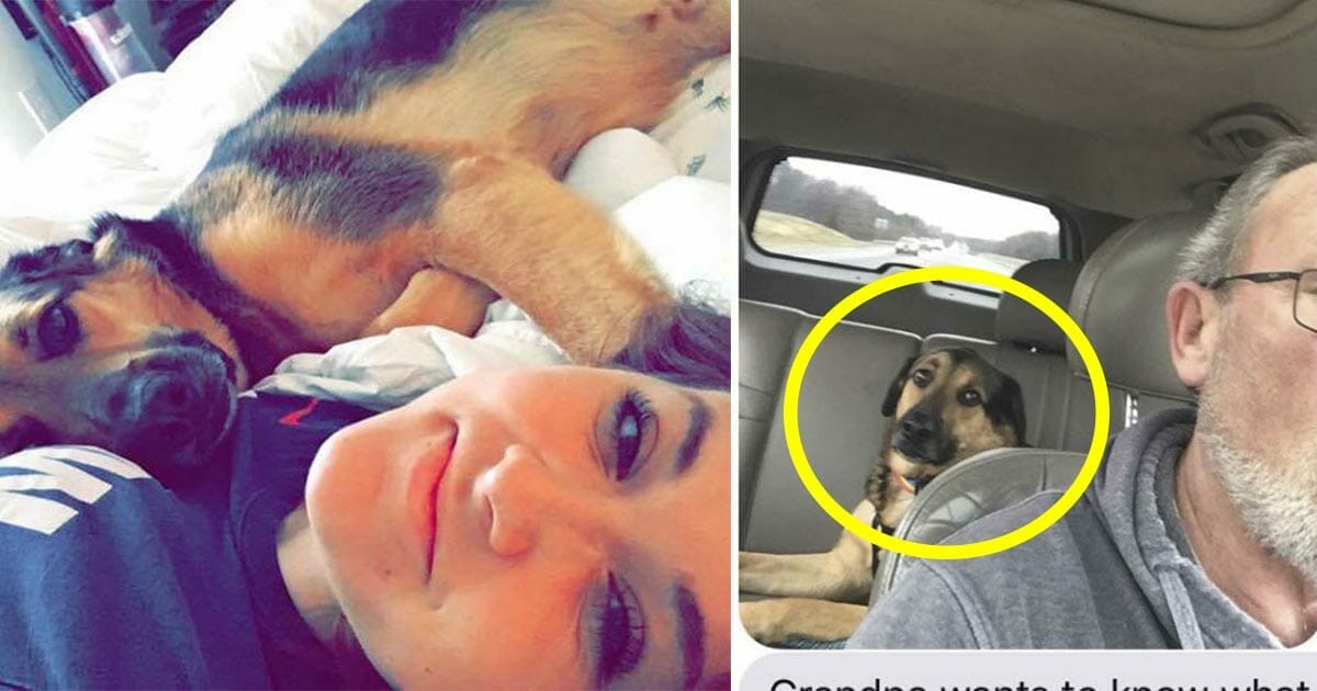 Sie lässt ihren Hund übers Wochenende bei ihrem Papa – da erhält sie eine überraschende SMS