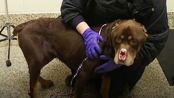 Jemand schnitt ihm Ohren, Nase und Schwanz ab und ließ ihn zum Sterben zurück – doch der tapfere Rottweiler kämpfte sich zurück ins Leben