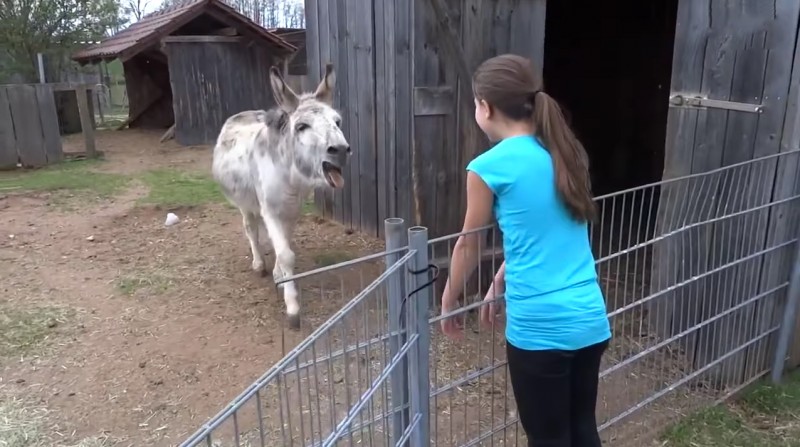 Video: Esel freut sich über Besuch von Lieblingsmenschen.