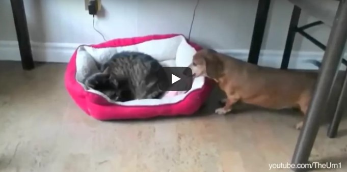 Der Hund findet die Katze in seinem Bett – aber schau dir nun seine wunderbare Reaktion an
