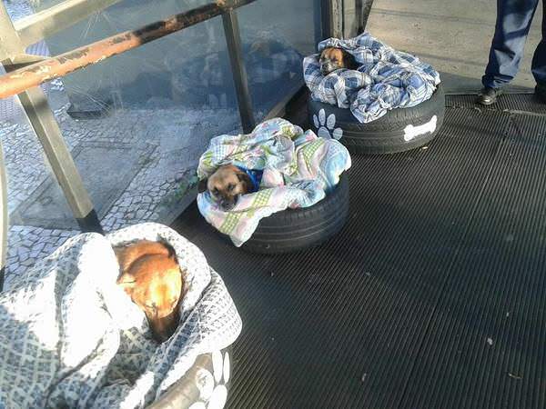 Bushaltestelle öffnet die Pforten für obdachlose Hunde – so sehr freuen sie sich über ihre neuen Betten