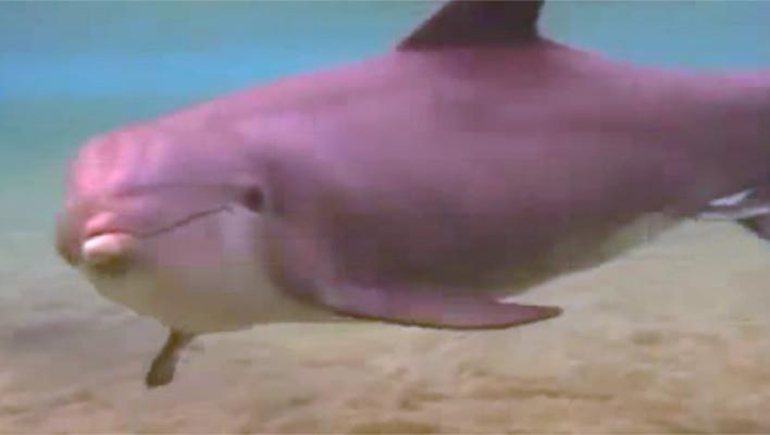 Der Delfin verhält sich eigenartig – doch dann sehen die Taucher das Wunder der Natur vor ihren Augen