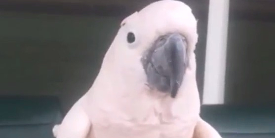 Video: Kakadu flieht vor eigenen Pupsen.