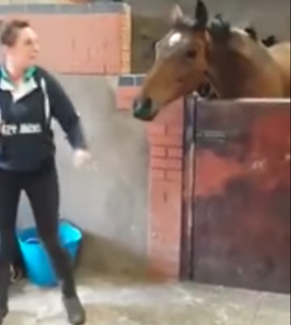 Video: Pferd tanzt zusammen mit Frau zu Musik.