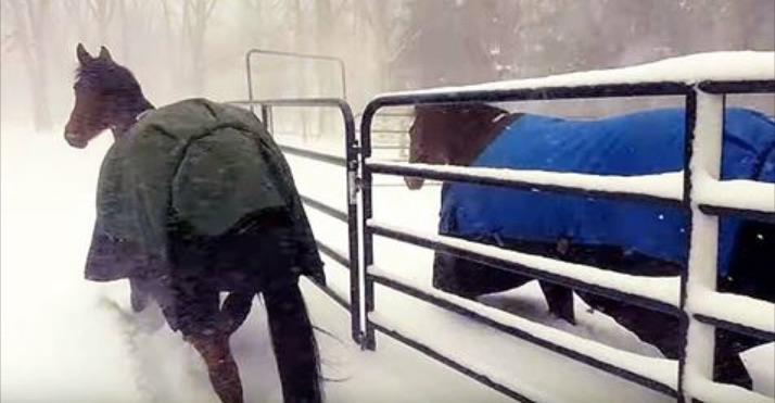 Die zwei Pferde sind draußen in der Kälte und reagieren auf ähnliche Art und Weise, wie wir es würden