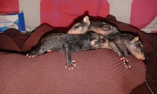 Sanfte Hündin wird zur rettenden Ersatzmutter für 5 Baby Opossums.