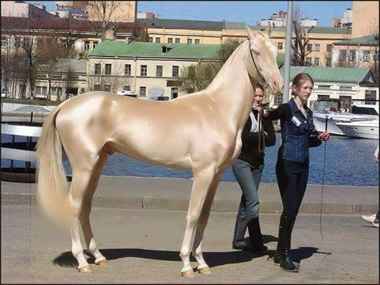 Dieses Pferd wurde zum schönsten der Welt gekürt. Doch als die Experten das Fell untersuchen, sind sie verblüfft.