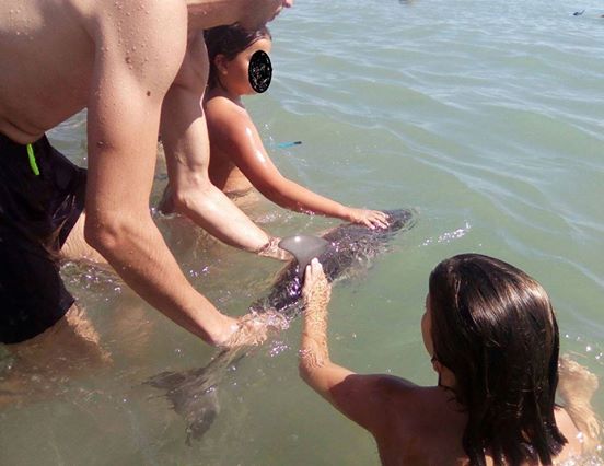 Selfies statt Hilfe: Touristen töten Baby-Delfin durch Herumreichen.
