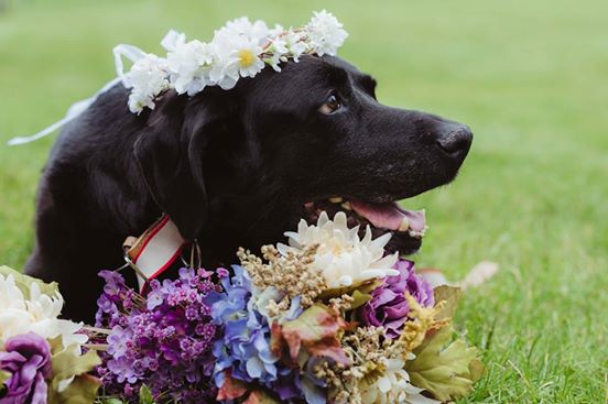 Todkranker Hund begleitet Frauchen auf dessen Hochzeit.