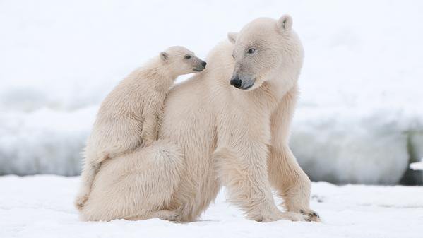 Sommerhitze: Budapester Zoo muss Eisbären mit Eisblöcken abkühlen.
