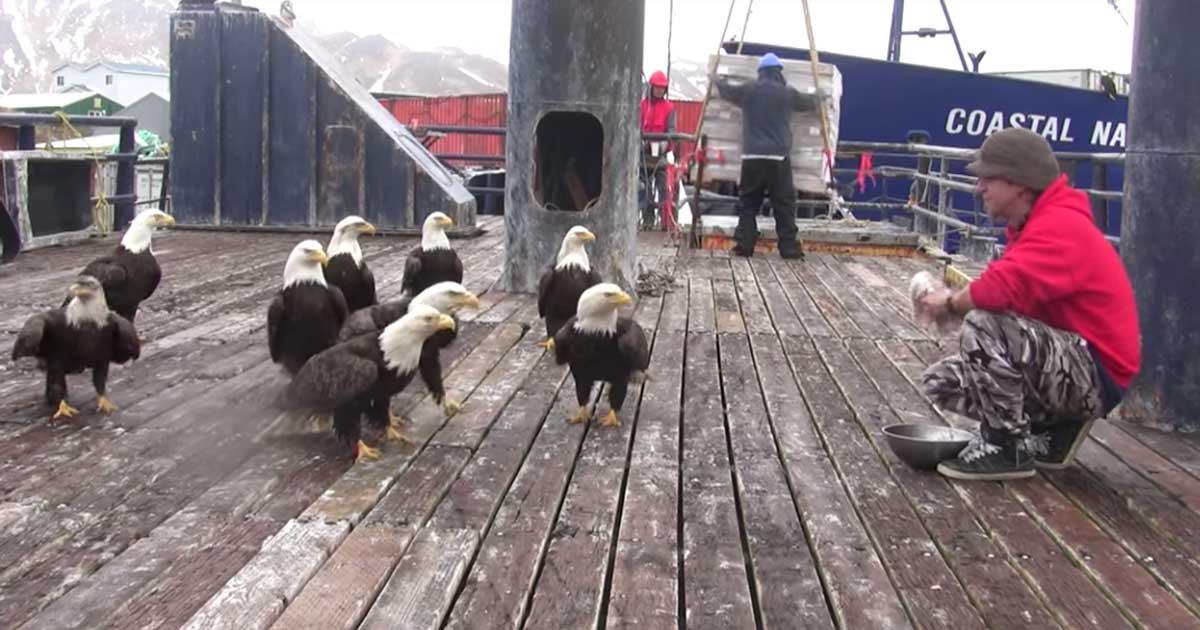 Die Kamera fängt einen einzigartigen Moment ein – als Adler auf dem Dock landen