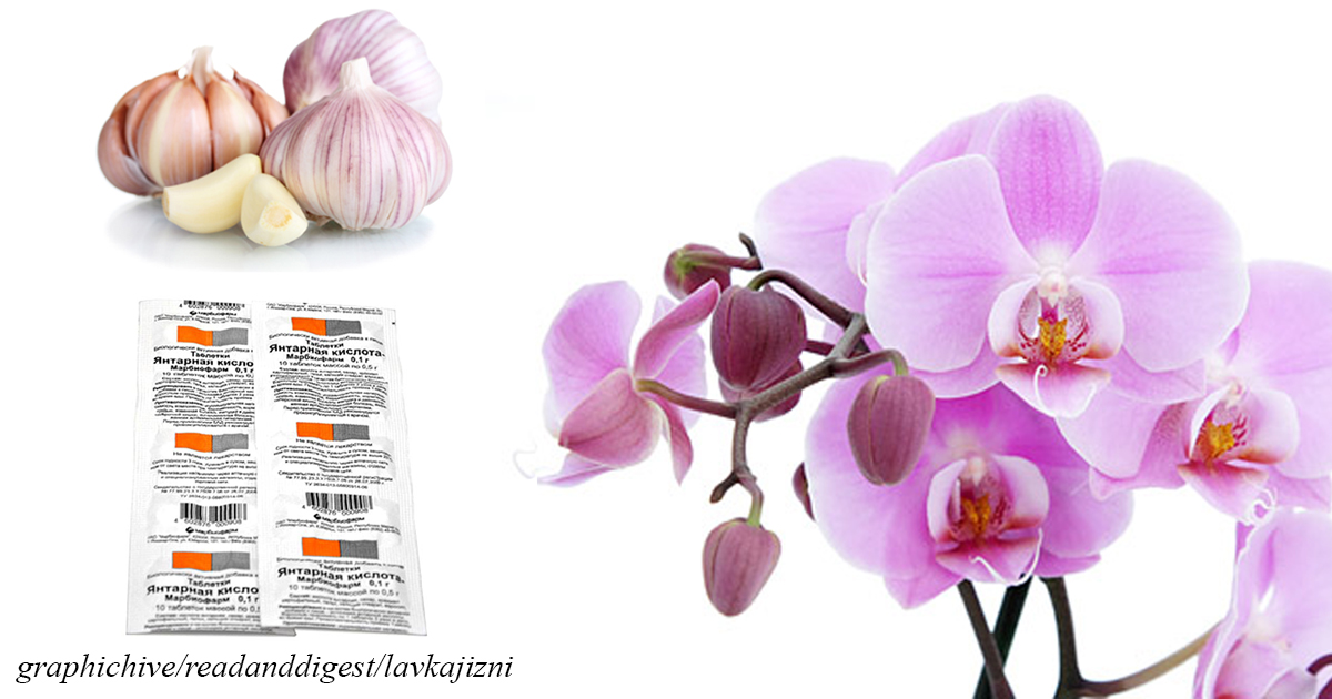 Knoblauch ist eine Medizin für Orchideen. Das Ergebnis wird nach 14 Tagen sein