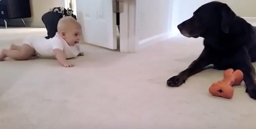 Das Baby krabbelt zum ersten Mal auf allen vieren – die Reaktion des Hundes wurde nun zum Internethit