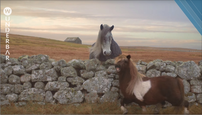 Dieses Pony tut etwas, das die Menschen nicht sehen sollen. Zum Glück war doch eine Kamera dabei.