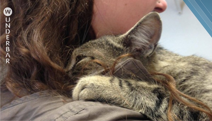 Eine Katze aus dem Heim gibt einer Frau die Umarmung ihres Lebens. Danach passiert das Unvermeidliche.