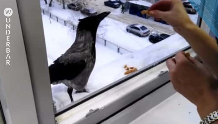 Sie denkt, die Krähe klopft am Fenster, weil sie hungrig ist – doch damit lag sie falsch!