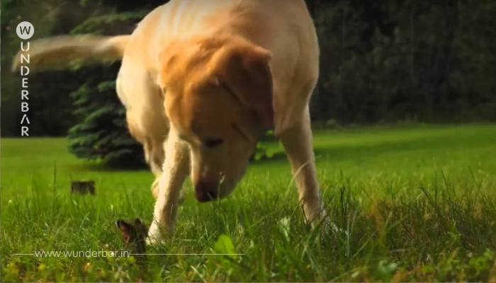 Hund sieht Hasen zum ersten Mal – als der Besitzer die Aufnahme sieht, kann er nicht anders, als zu lachen!