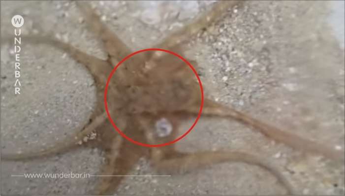 Dieser Oktopus wurde vor dem Tod im Sand gerettet. Da tut er das Letzte, was sein Retter erwartet hätte.