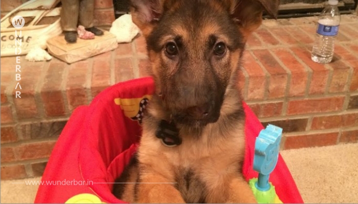 Essenszeit! Dieser Schäferhund-Welpe muss am Tisch essen!