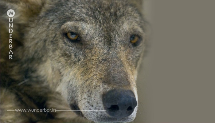 Angeschossen, voller Kugeln, lag dieser total unterkühlte Wolf zitternd in einem Flussbett und war bereit zu sterben