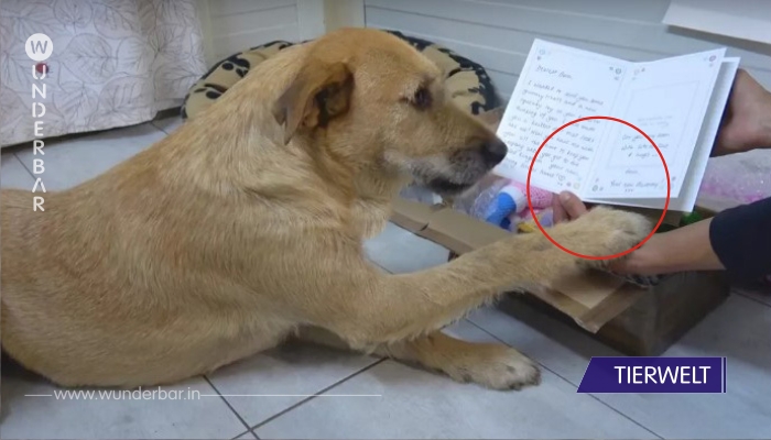 Hund erhält süßes Paket von Adoptivfamilie!