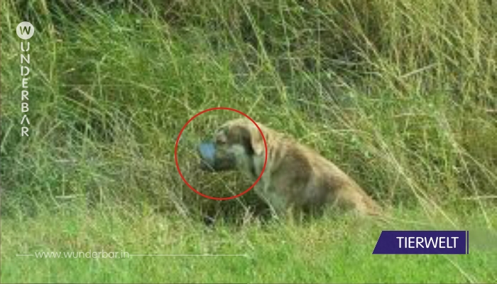 Der Hund wurde mit Klebeband um die Schnauze zum Sterben zurückgelassen – bis die Arbeiter ihn finden!