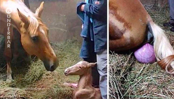 Das Pferd hatte gerade ein Fohlen geboren – was Sekunden später passiert, schockiert die Besitzer!