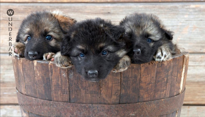 Frau wirft Hundebabys in Zug-Mülleimer!