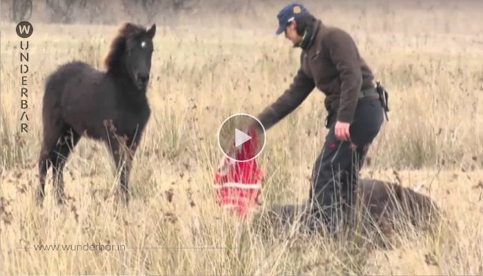 Rumänische Tierärztin rettet Pferd!