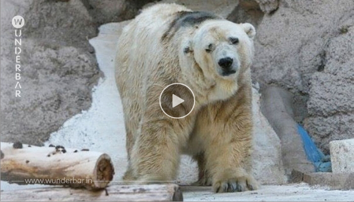 Der TRAURIGSTE EISBÄR der WELT stirbt nach 22 JAHREN in GEFANGENSCHAFT im ZOO! Jetzt bist DU FREI…