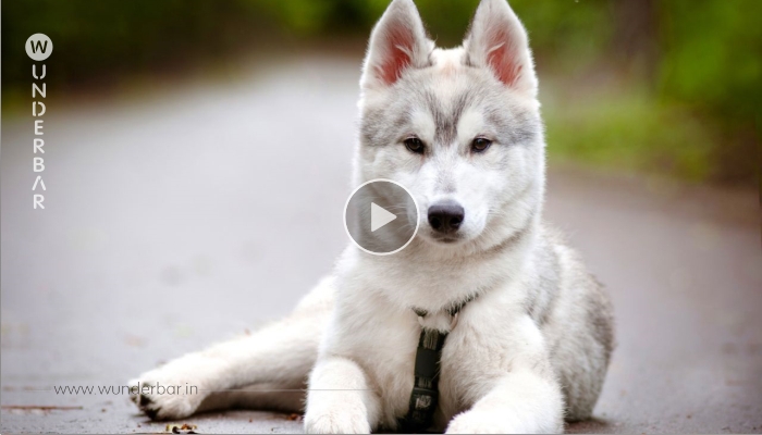 Der Husky weigert sich verbissen, den Park zu verlassen. Doch als die Besitzerin kommt, stellt er den Protest ein.