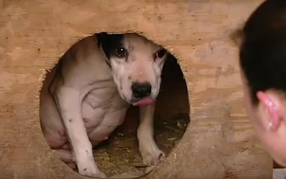 Trächtige Hündin wurde kurz vor der Geburt ihrer Welpen vor dem Hundekampf gerettet