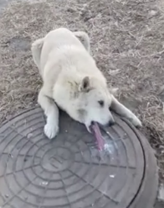 Video: Hund wird von vereistem Gullydeckel befreit.